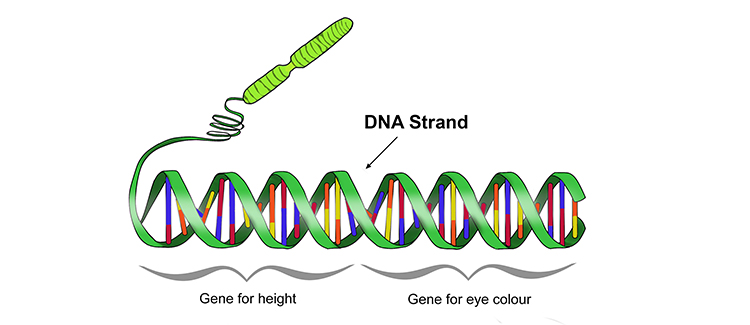 Sections of DNA are called genes that control characteristic development.